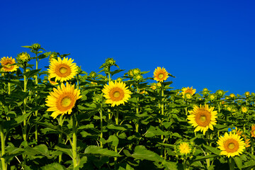 長崎鼻のヒマワリ
