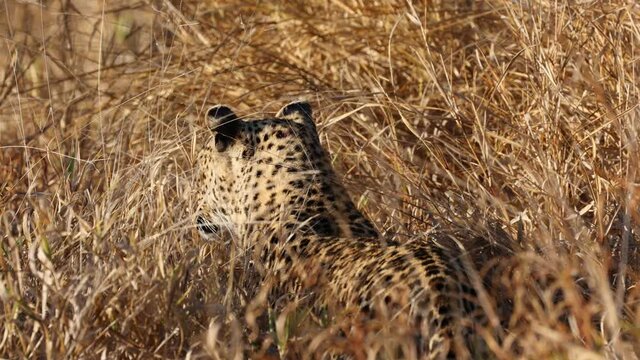 Leopard stalking silently in tall grass