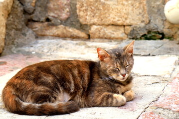 Obraz premium A beautiful brown shorthair pedigree cat lies on antique tile in the Old Town Kotor, Montenegro. A cute beautiful tabby cat is resting. Domestic or wild, stray animals