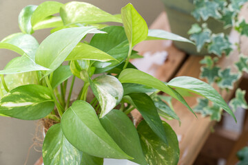 ベランダガーデニング・植物・ポトス