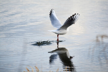 Fototapeta na wymiar Black-headed gull takes off