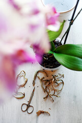 Transplanting and caring for orchids phalaenopsis at home, pruning the roots of orchids.