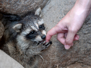 Common raccoon bites a human finger. Concept of human interactions with wild animals © Valkantina