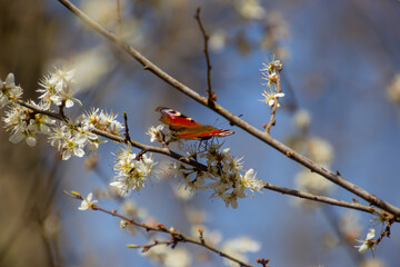 Peacock butterfly sitting on a branch with white blackthorn blossoms, also called prunus spinosa or...