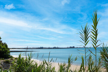 Palm trees and other plants on the Rompidillo beach in Rota, Cadiz, Andalusia, Spain © Maria