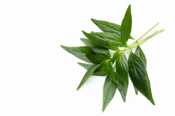 Kariyat or Andrographis paniculata green leaves on white background.