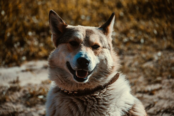 portrait of a smiley dog