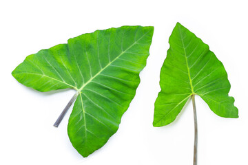 Taro leaves on white background.