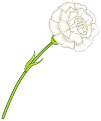 White carnation flower in cartoon style isolated