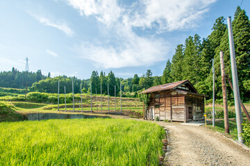 里山の田んぼと古民家 © SB