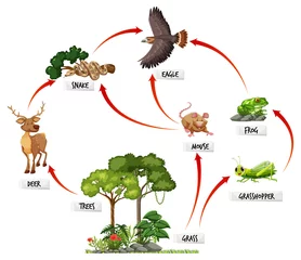 Diagramm, das das Nahrungsnetz im Regenwald zeigt © blueringmedia
