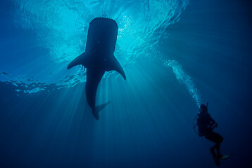 whale shark and scuba diver under sunlight
