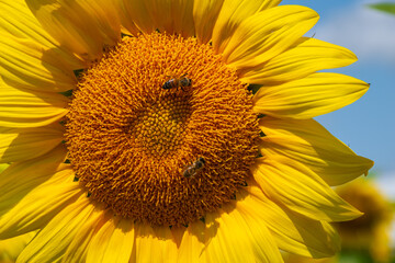 Naklejka premium two bees pollinate sunflower flowers 