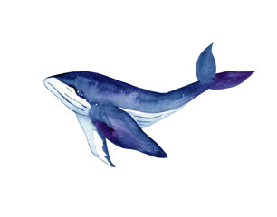 Watercolor blue whale illustration isolated on white background. Hand-painted realistic underwater animals.