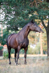 Fototapeta premium portrait of black draft mare horse standing free in field in summer