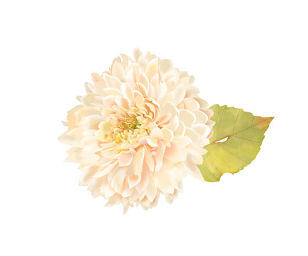 181 Best 白椿 Images Stock Photos Vectors Adobe Stock