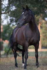 portrait of black draft mare horse in summer