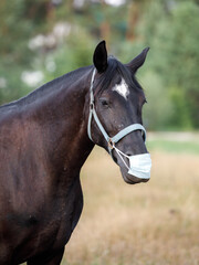 Obraz na płótnie Canvas closeup portrait of black mare horse in medical mask in summer