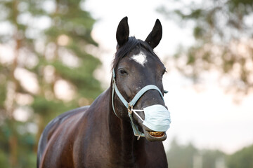 Obraz premium closeup portrait of black mare horse smiling in medical mask