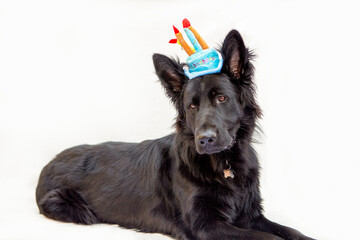 Fototapeta premium Herder met feestmuts