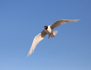 black headed seagull flies high in the sky