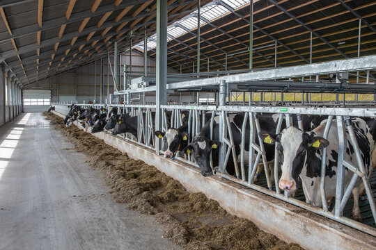 Cows in modern open stable. Dairy. Feed gate.
