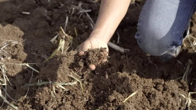 Expert hand of farmer checks quality of soil before sowing. The farmer tests soil the growth quality of seedling.Agriculture concept.
