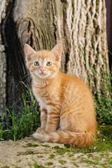 Naklejka na ściany i meble beautiful ginger tabby kitten in nature