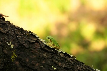 木に止まるアマガエル