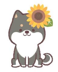 黒柴犬と向日葵