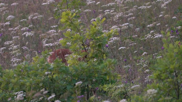 Roe Deer in natural environment (Capreolus capreolus) - (4K)