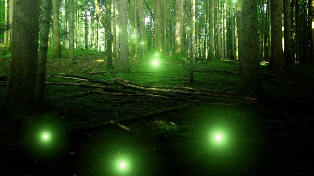 Dark green mossy fairy tale woods with flying firefly.