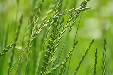 In the meadow growing cereal plant grass Elymus repens