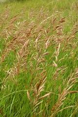 Obraz premium In nature, grows cereal forage grass for animals - bromus inermis