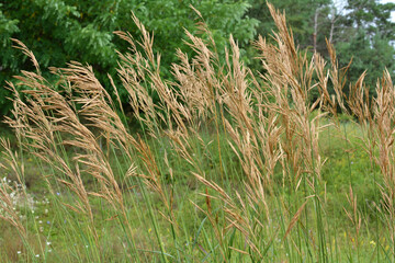 In nature, grows cereal forage grass for animals - bromus inermis