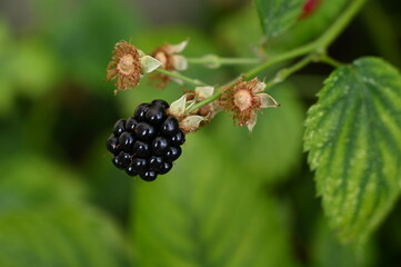 A blackberry close-up in summer | Une mûre en gros plan en été