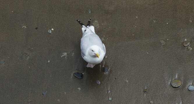 seagull on the sand, Fowey, UK
