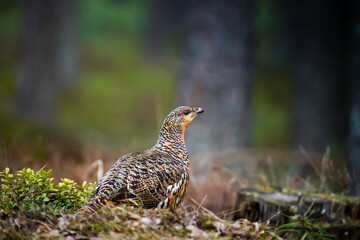 Capercaillie in forest - 448041452