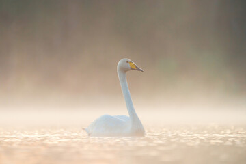 Rare bird in wildlife