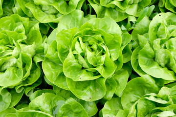 FU 2020-04-28 StoFeld 58 Grüner Salat wächst im Beet