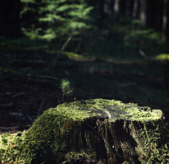 Plants in the summer forest