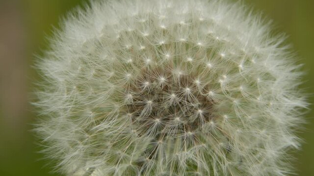 White fluffy Dandelion seed head.