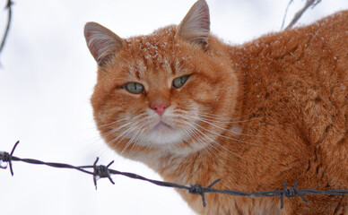 Closeup shot of a ginger cat walking outdoor on a winter day