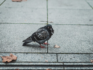 closeup of the pigeon at the pavement
