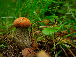 A beautiful mushroom in the woods.