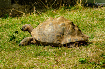 Galapagos-Schildkröte