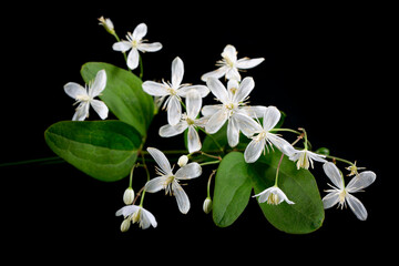 Blooming white clematis on black background. A minimalistic photo for a poster.