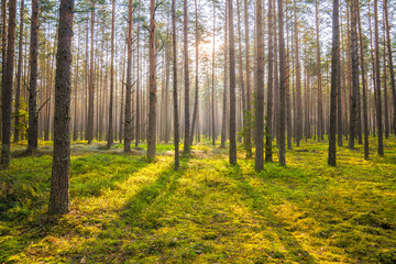 Pine forest with green moss