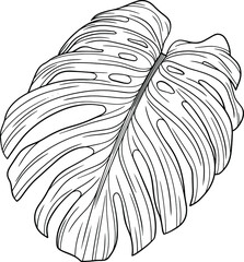 Tropical leaf. Hand drawn vector illustration isolated on white