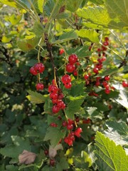 red currant bush